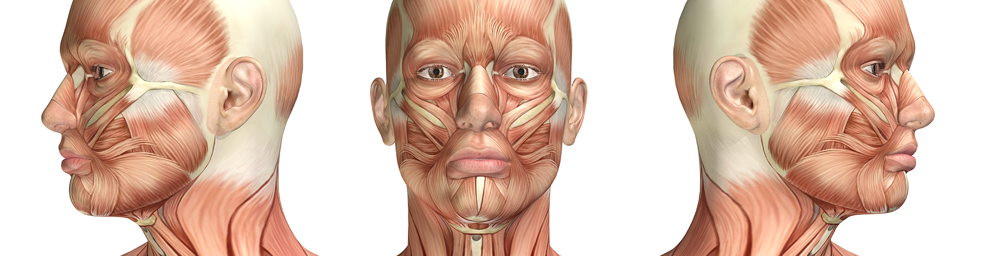 Injection Anatomy-Introductory